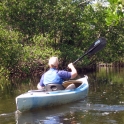 Among the Mangroves